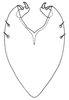 microdrilus